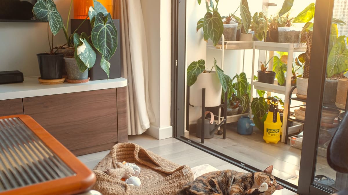 A sunlit room with plants and a balcony door; a woven cat bed sits on the floor near the wall, a cat stretched out beside it.