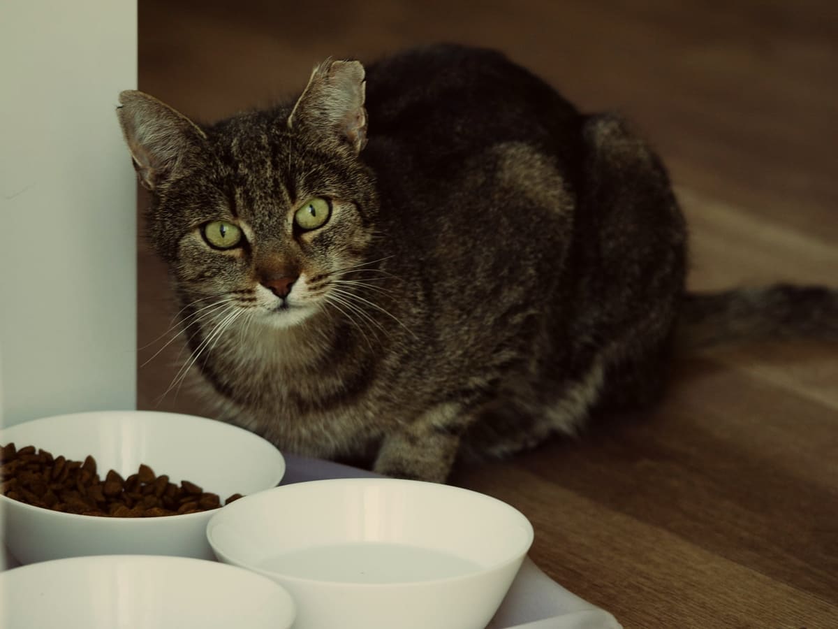 Un chat tigré assis sur un plancher de bois à côté d’un plateau avec des bols de nourriture et d’eau, sans manger encore, en train de décider.