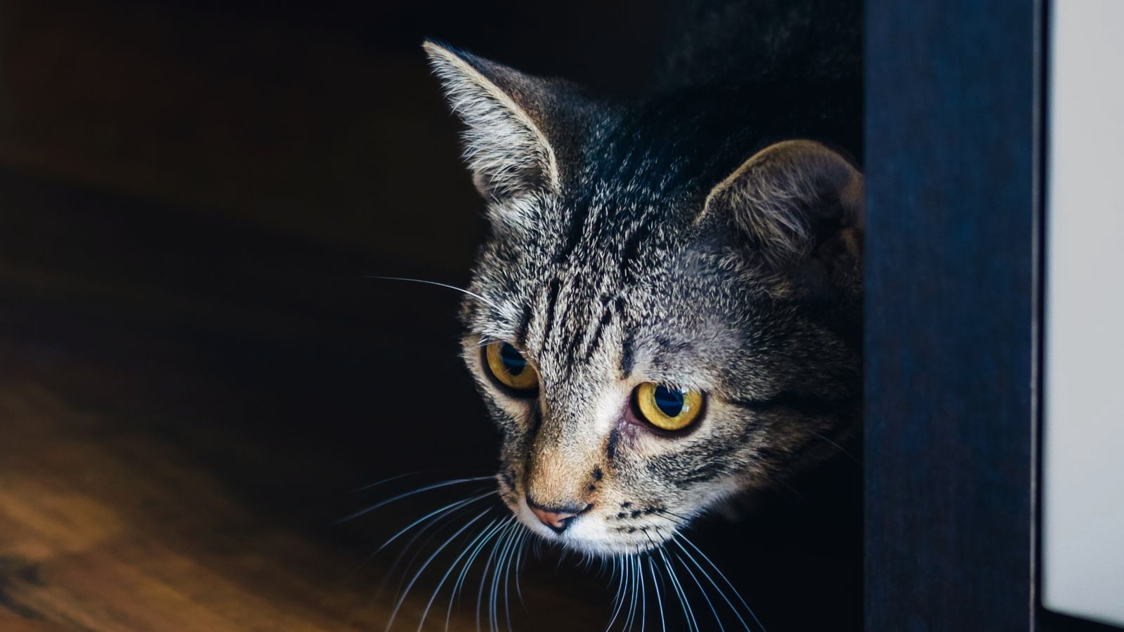 Un chat tigré méfiant qui jette un coup d’œil prudent depuis le bord d’un meuble sombre, sur un plancher de bois chaleureux, dans un nouveau logement.