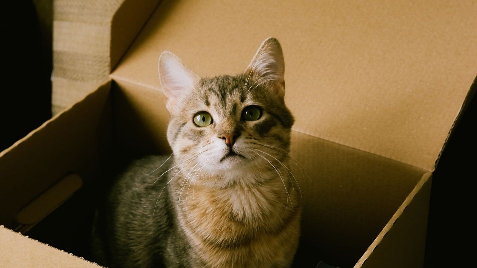 Un chat tigré assis dans une boîte de carton ouverte posée sur un canapé, le regard levé, éclairé par une lumière chaude d’après-midi.
