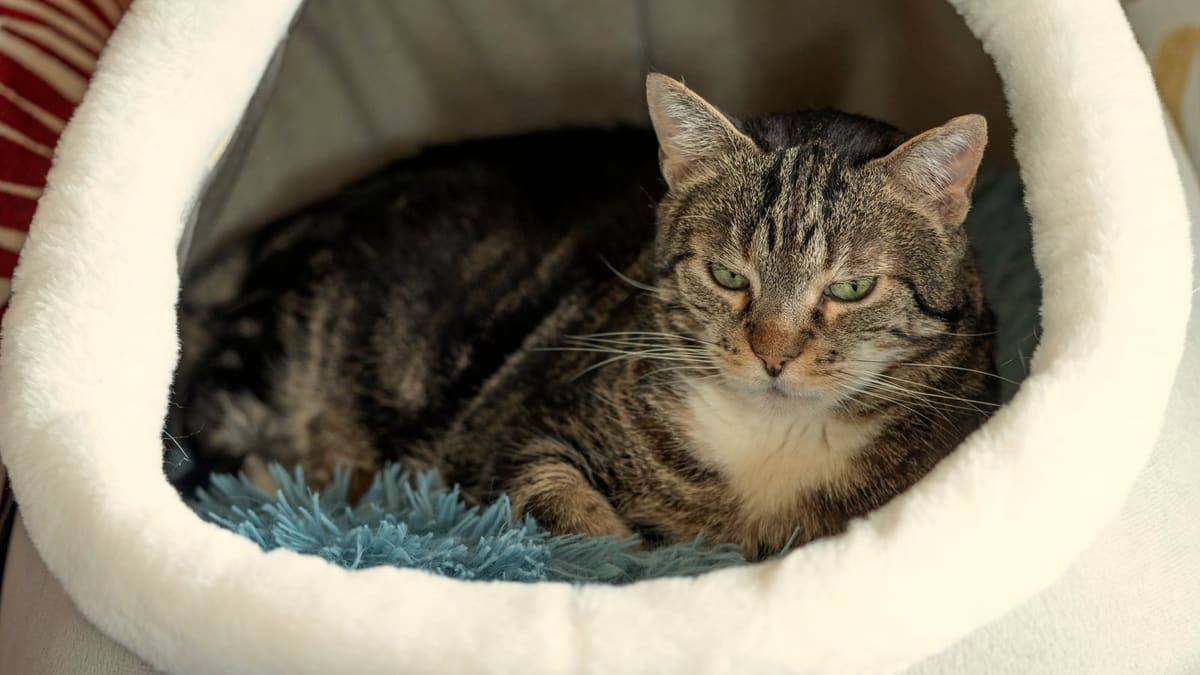 An adult tabby lies inside a hooded cat bed, body deep in the shell, head at the opening looking out into the room.