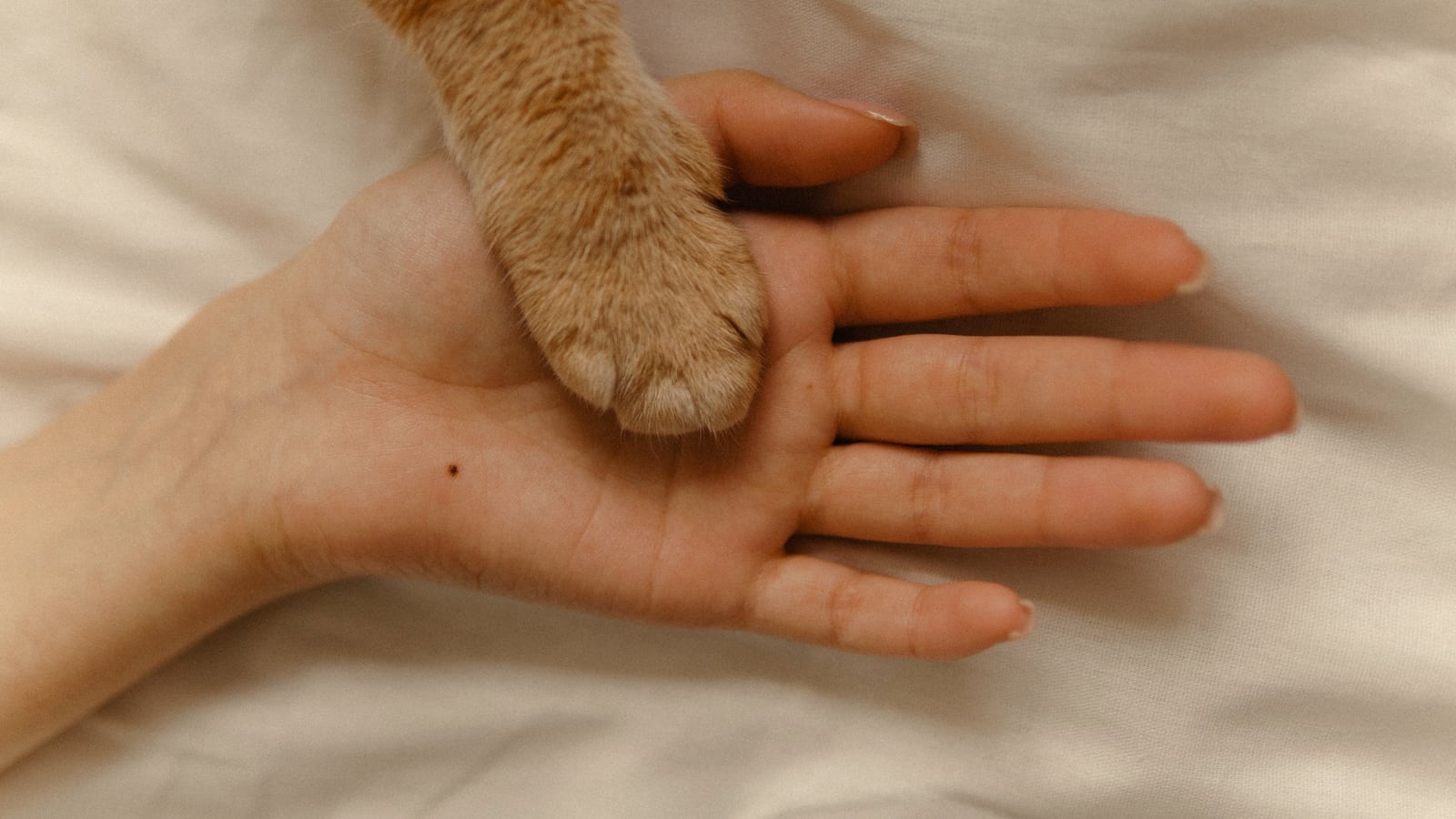 La patte d’un chat roux posée dans une main humaine ouverte, paume vers le haut et immobile, sur un drap crème — c’est lui qui a tendu la patte en premier.