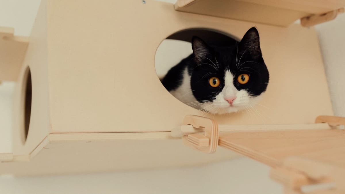 Un chat noir et blanc regarde par l’ouverture ronde latérale d’une cachette en bois, le visage encadré par le trou, le corps rentré à l’intérieur.