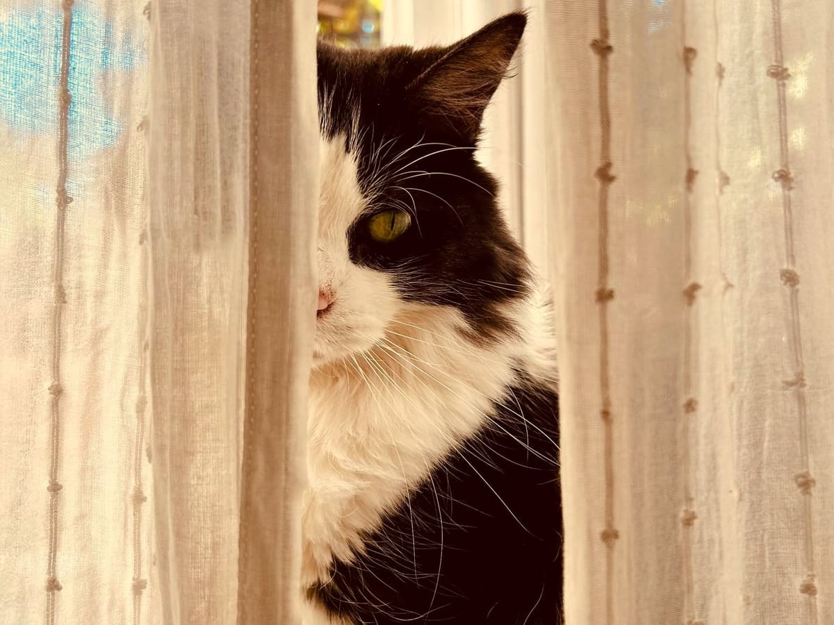 A black-and-white cat stands between two pale curtains, only one side of her face showing, watching the room beyond.