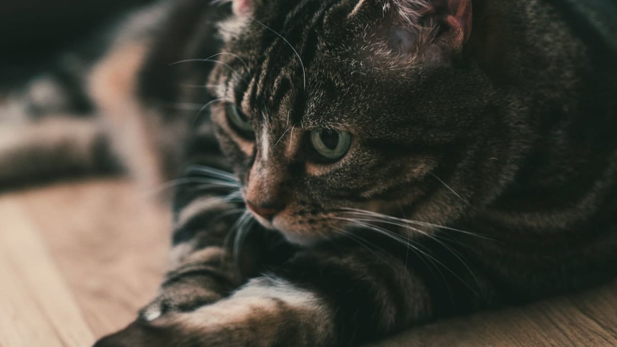 Un chat tigré étendu de tout son long sur un plancher de bois dans une lumière chaude, pattes vers l’avant, les yeux à demi ouverts et calmes.