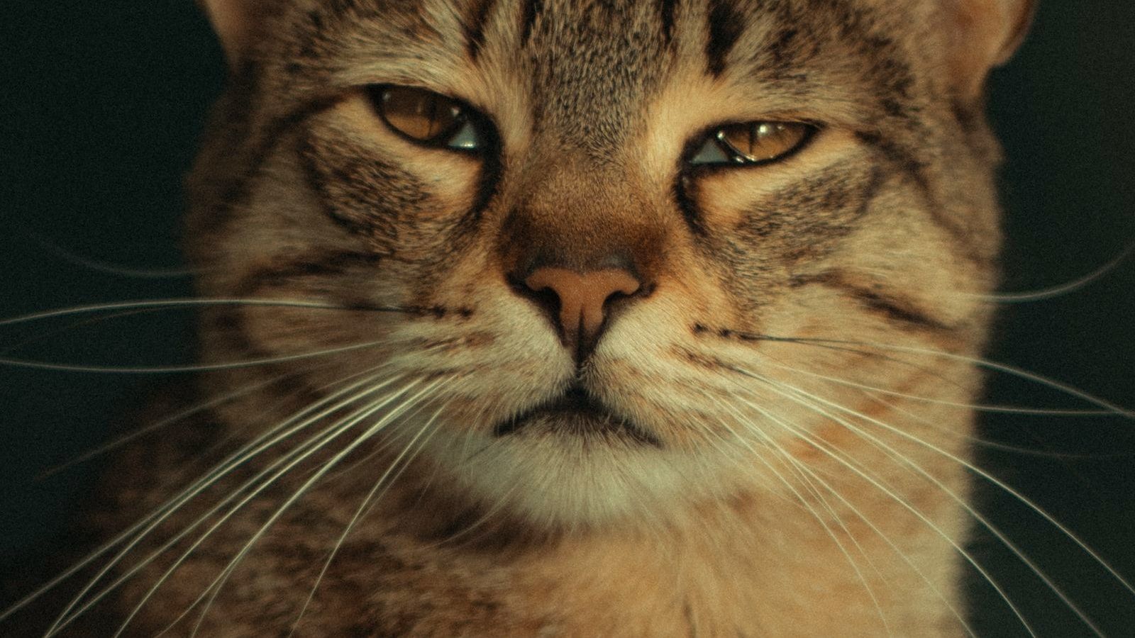 Gros plan sur le visage d’un chat tigré, les deux yeux à demi fermés dans un clignement lent, tons ambrés chaleureux sur fond sombre.