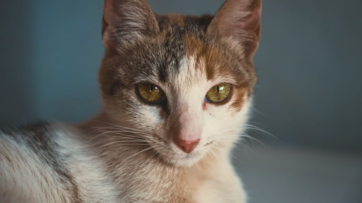 Le visage d’un chat calico remplit le cadre, les deux yeux grands ouverts et fixés sur l’objectif, sans ciller.