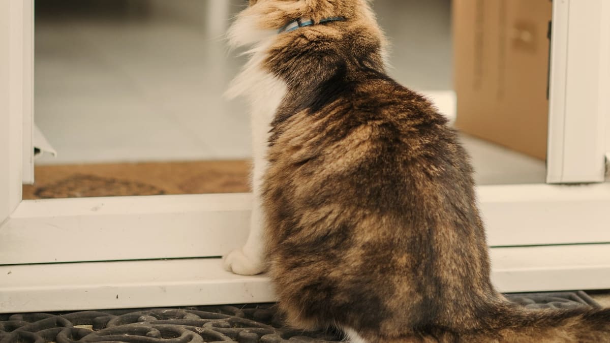 Un chat à poil long assis sur un paillasson, dos à l’objectif, le regard tourné vers la pièce suivante à travers une porte vitrée.