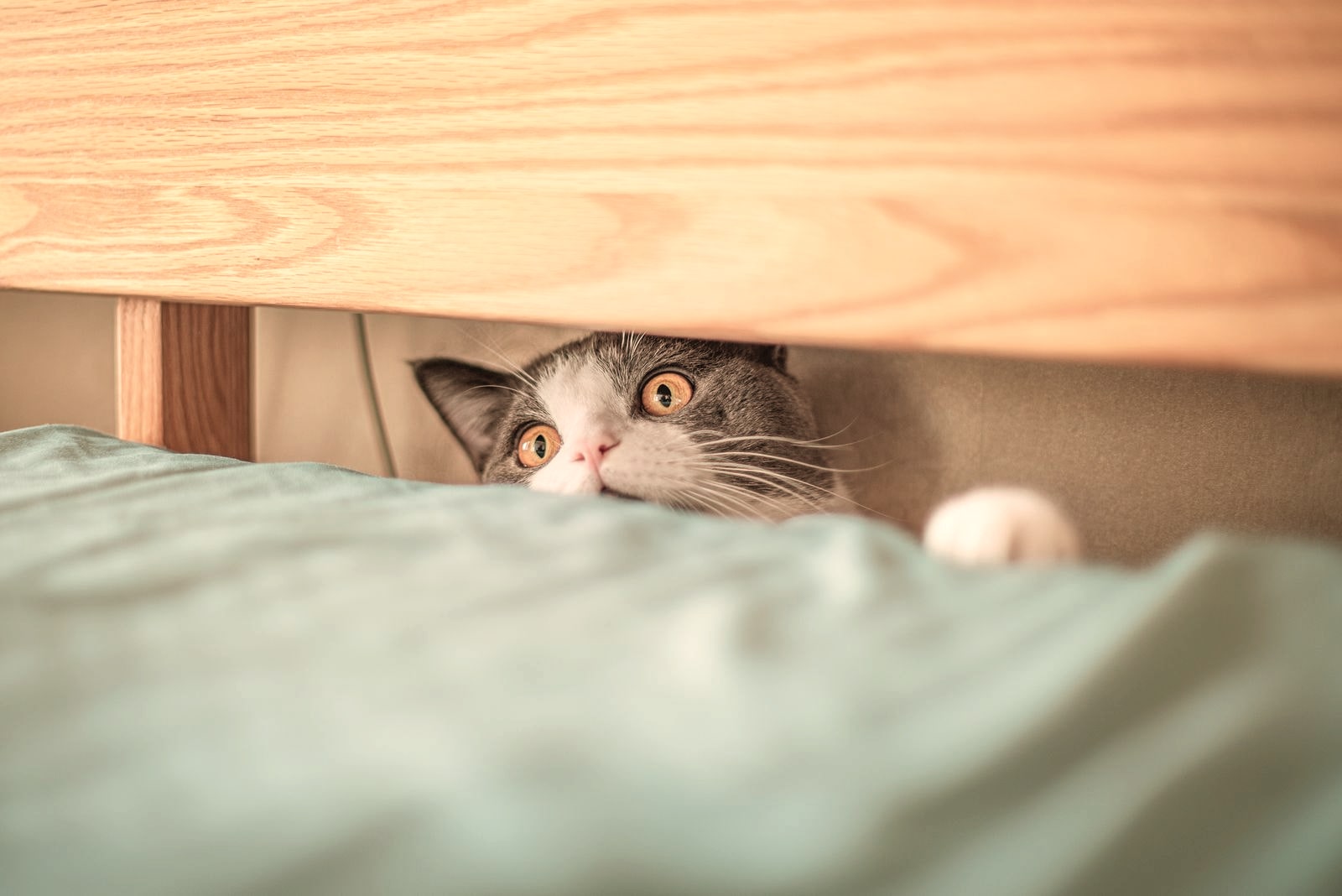 Un chat gris et blanc effrayé, aux grands yeux ambrés, qui regarde depuis l’espace sous un cadre de lit en bois, dans une pièce chaleureuse.