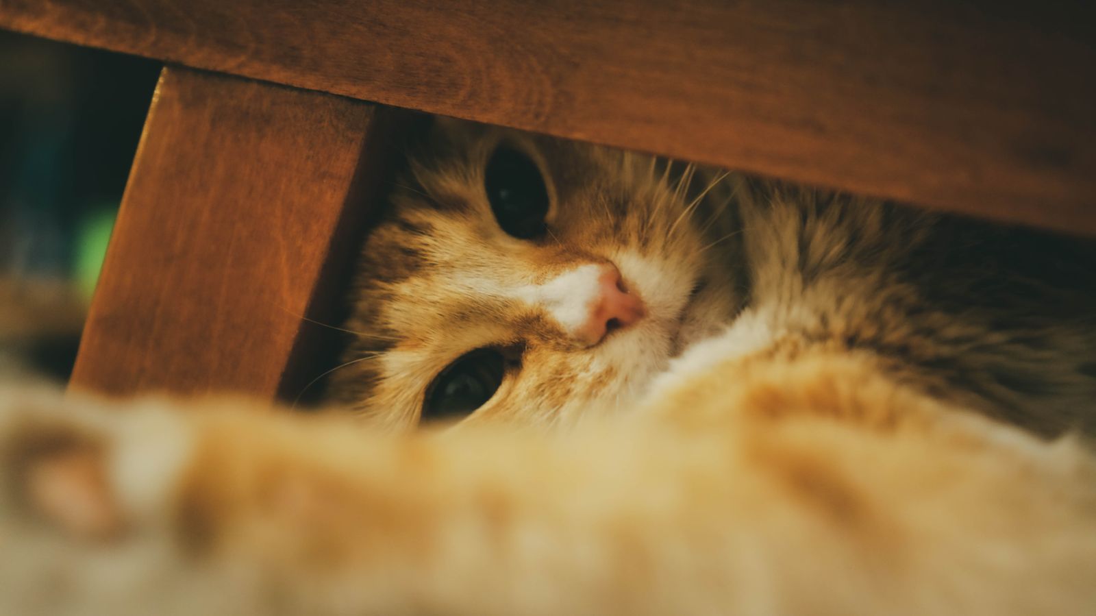 Un chat roux au poil doux qui jette un coup d’œil méfiant depuis une cachette douillette sous un meuble en bois, dans une lumière chaude de maison.