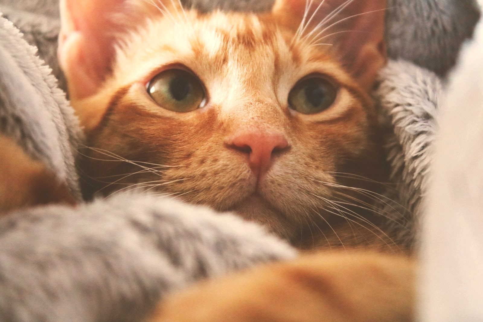 A calm ginger cat resting in a soft blanket at home — the settled, safe moment a shy cat's owner is working toward.